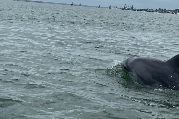 Mangroves, Dolphins and Cacao: Full-Day Tour from Guayaquil photo 2