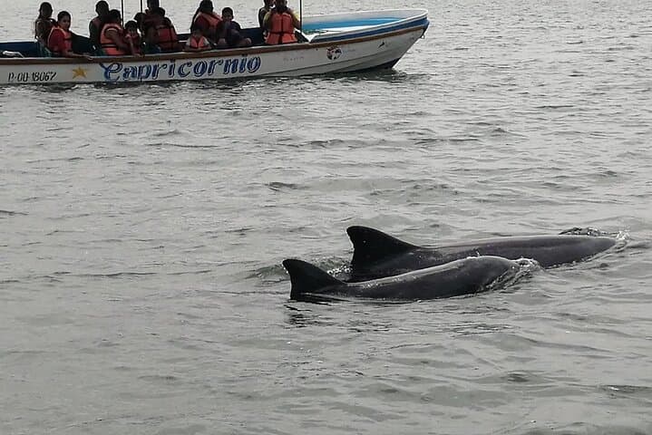 Mangroves, Dolphins and Cacao: Full-Day Tour from Guayaquil