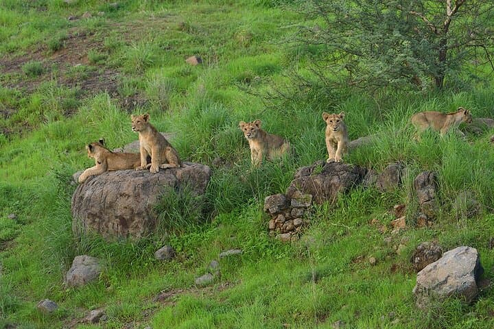 Skip-the-Line Jeep Safari at Devalia Safari Park, Sasan Gir photo 2