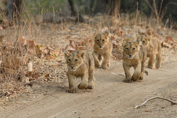 Skip-the-Line Jeep Safari at Devalia Safari Park, Sasan Gir photo 4