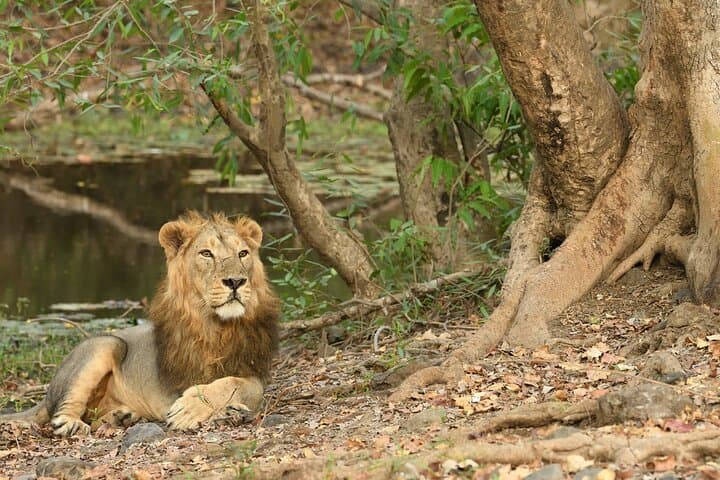 Skip-the-Line Jeep Safari at Devalia Safari Park, Sasan Gir photo 6