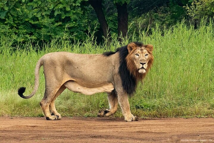 Skip-the-Line Jeep Safari at Devalia Safari Park, Sasan Gir