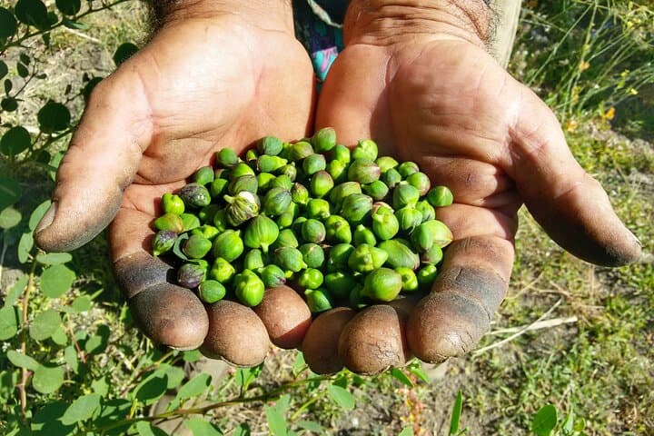 Salina Capers & Wine: Leni Cappereto Tasting Experience photo 2