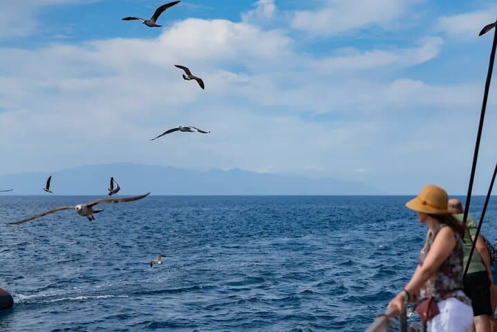 Freebird Catamaran Whale & Dolphin Cruise to Masca Bay, Tenerife