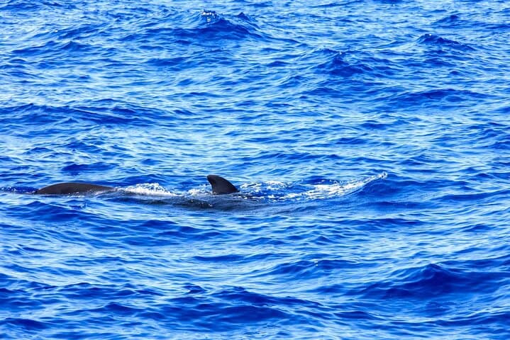 Freebird Catamaran Whale & Dolphin Cruise to Masca Bay, Tenerife photo 2