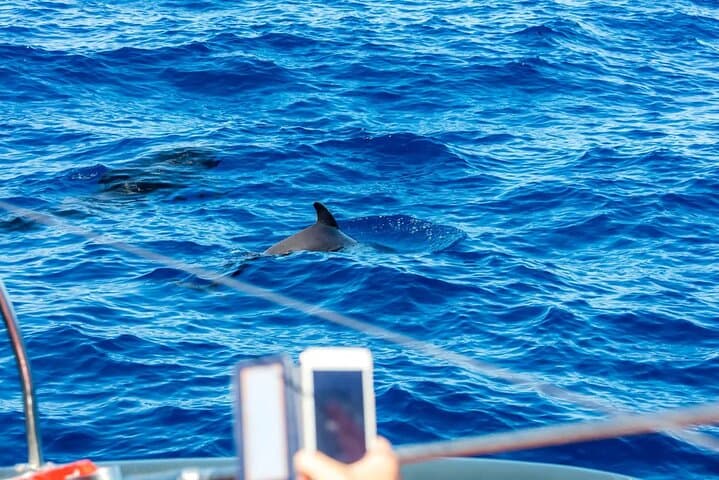 Freebird Catamaran Whale & Dolphin Cruise to Masca Bay, Tenerife photo 3