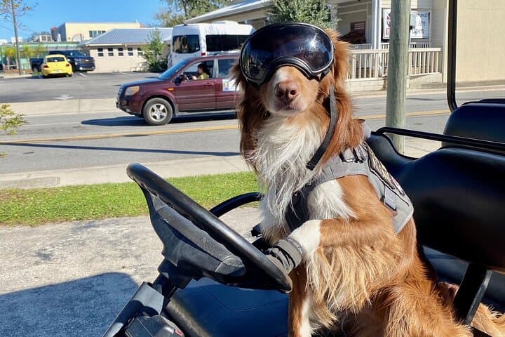 Key West 6‑Passenger Golf Cart Rental — Explore Duval Street and the Coast photo 2