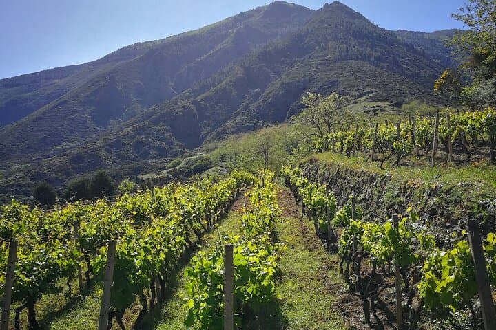 Salina Wine Trek: Vineyards, Sea Views & Malvasia Tasting on the Aeolian Island photo 4
