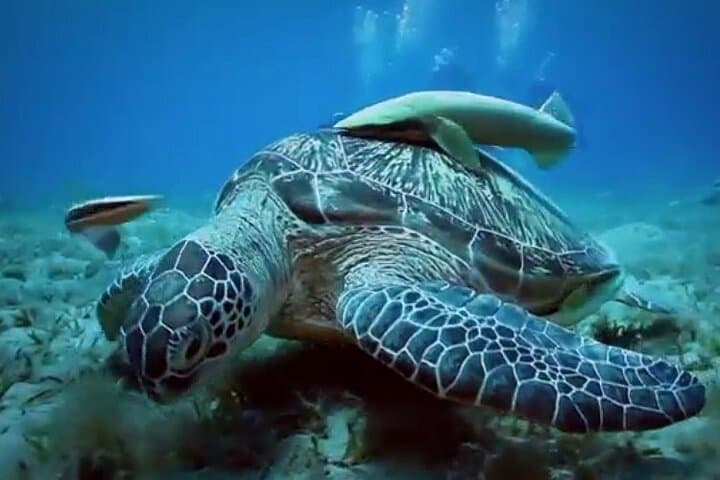 Private Red Sea Snorkeling Day Trip from Luxor to Safaga & Utopia Island photo 2