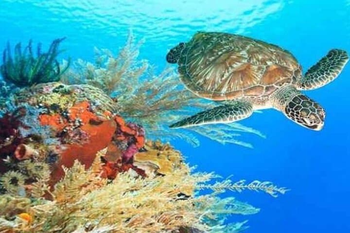 Private Red Sea Snorkeling Day Trip from Luxor to Safaga & Utopia Island photo 4