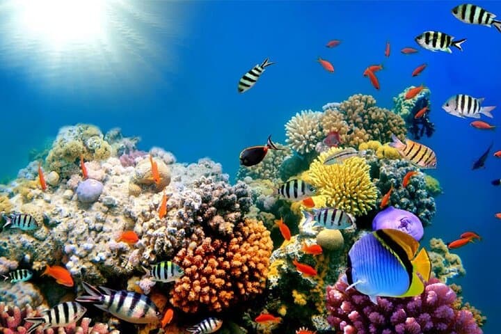 Hurghada Full-Day Boat Trip: Snorkel Giftun, Fish, See Dolphins & Buffet Lunch photo 3