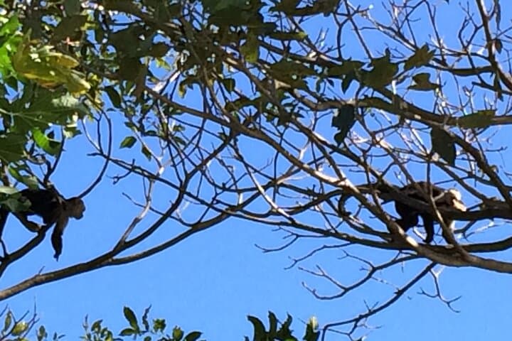 E-MTB Las Pilas Waterfall Tour — Ride from Playas del Coco to Papagayo Views photo 4