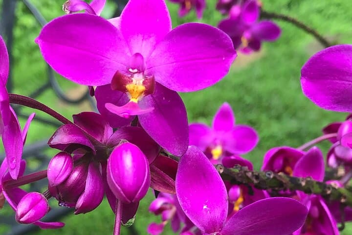 Barbados Flora, Fauna & Farm-to-Table Family Day: Welchman Hall, Hunte’s Garden & Peg Farm photo 3
