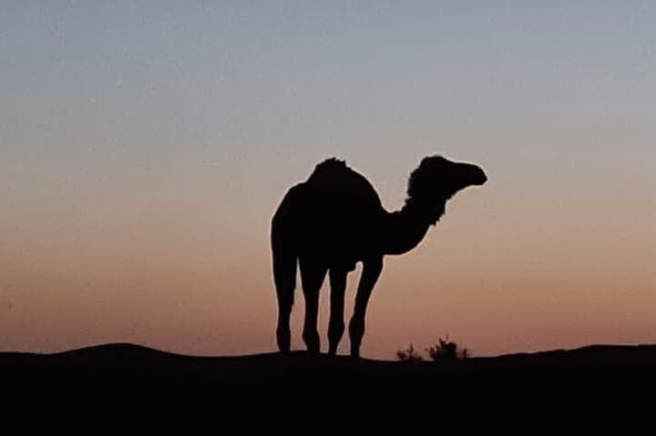 Camel Trekking at M'Hamid — Gateway to the Moroccan Sahara photo 4