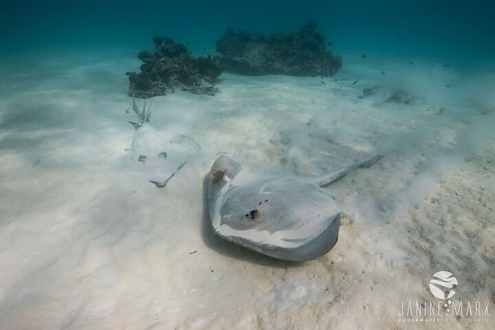 Ningaloo Turtle Snorkel: Half-Day Boat Tour from Exmouth photo 3