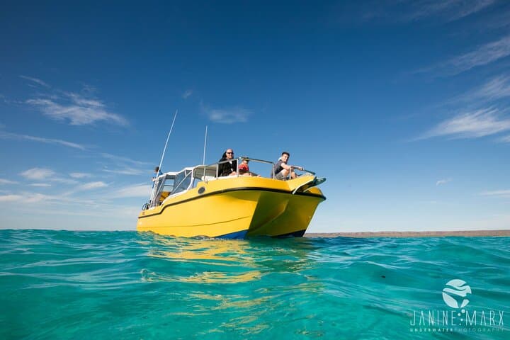 Ningaloo Turtle Snorkel: Half-Day Boat Tour from Exmouth photo 2