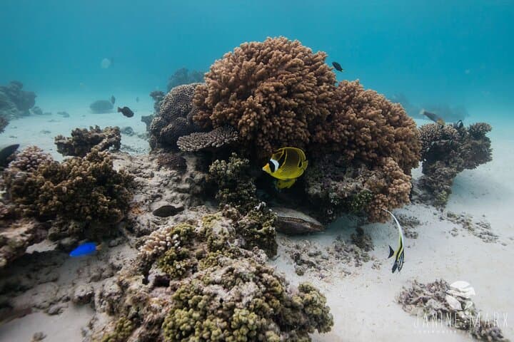 Ningaloo Turtle Snorkel: Half-Day Boat Tour from Exmouth photo 6