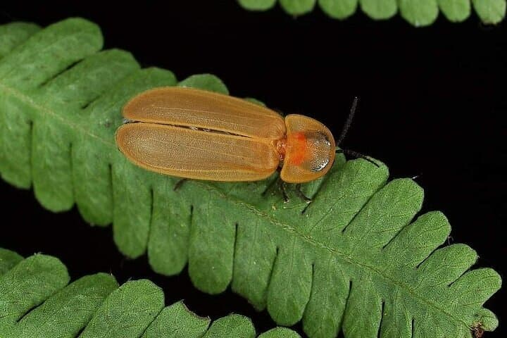 Kuala Selangor Firefly Tour: Private Day Trip from Kuala Lumpur photo 5