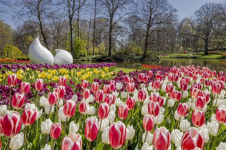 Private Keukenhof Flower Tour with Luxury Transfer & Tulip Field Visit photo 2