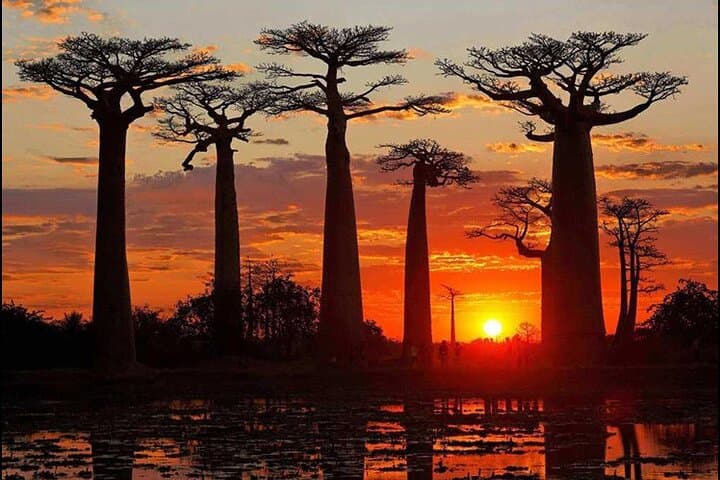 7-Day Private Baobab Safari: Tsingy, Kirindy & Avenue of the Baobabs