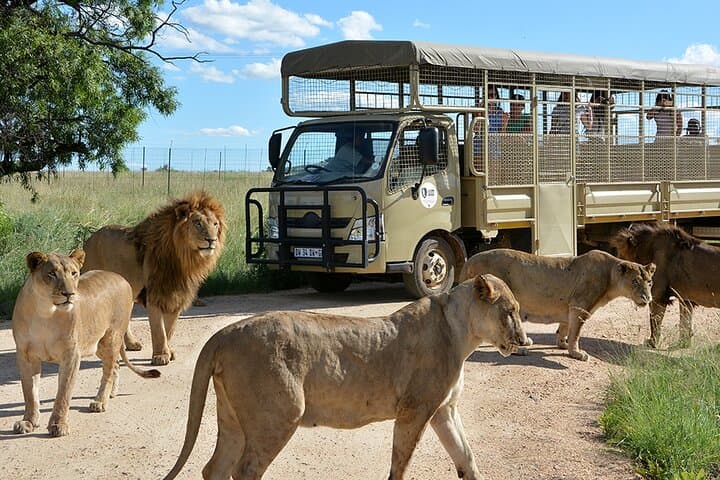 Predator Safari Near Pretoria: Lions, Cheetahs & Giraffe Encounters
