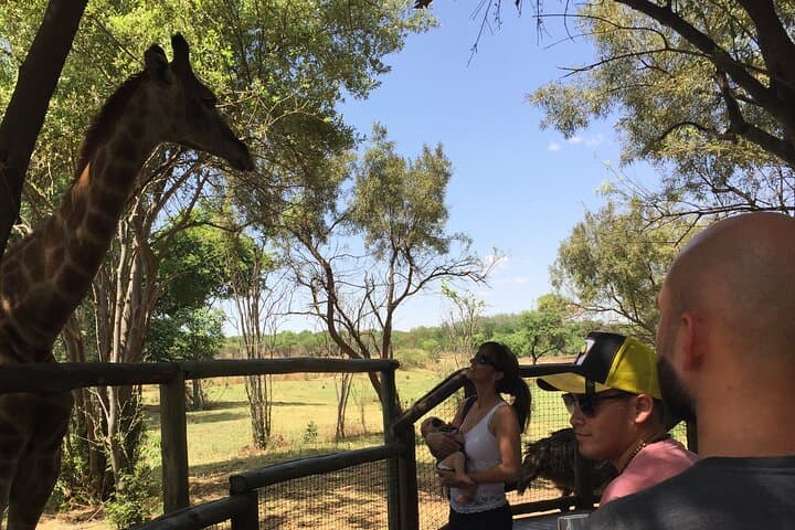 Predator Safari Near Pretoria: Lions, Cheetahs & Giraffe Encounters photo 2