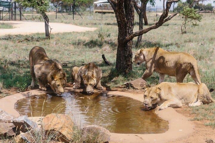 Predator Safari Near Pretoria: Lions, Cheetahs & Giraffe Encounters photo 4