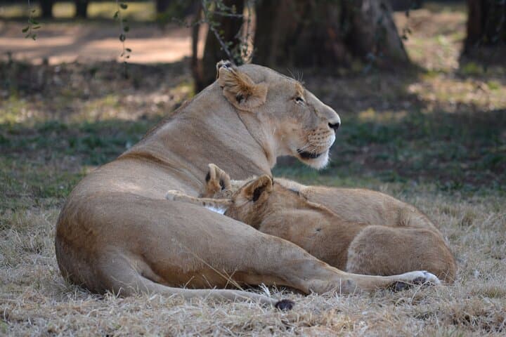Predator Safari Near Pretoria: Lions, Cheetahs & Giraffe Encounters photo 5