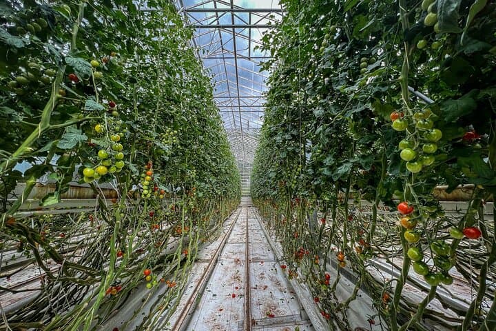 Ultimate Golden Circle Tour with Secret Lagoon & Friðheimar Tomato Farm Lunch photo 4
