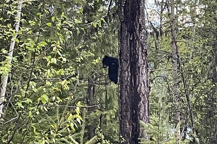 Cameron Ridge Bungalows: Hike Nora's Knob & Alpine Meadows by Quesnel Lake photo 4
