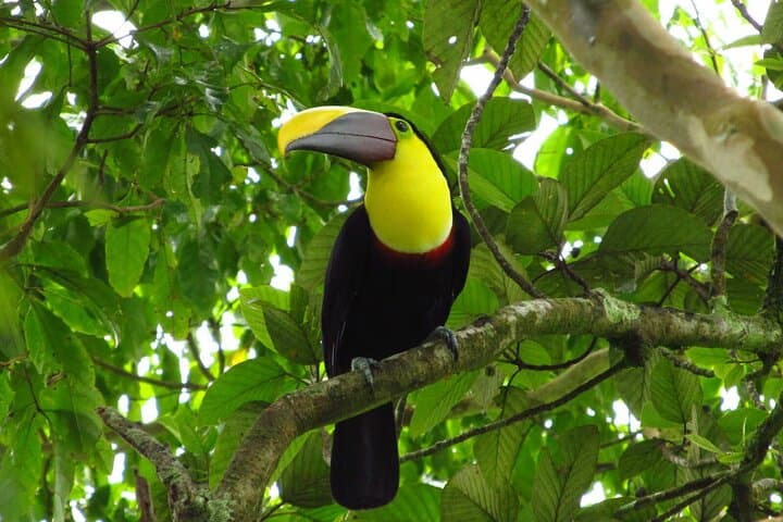 Jungle Safari Float on Sarapiquí River from San José — Rainforest Wildlife & Easy Whitewater photo 1