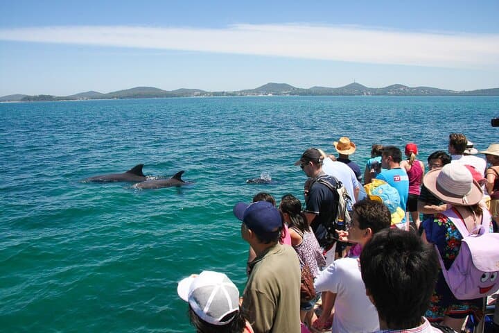 Port Stephens Dolphin Discovery Cruise — Nelson Bay Wildlife & Boom Net Ride photo 5