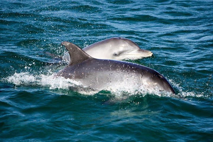 Port Stephens Dolphin Discovery Cruise — Nelson Bay Wildlife & Boom Net Ride photo 2