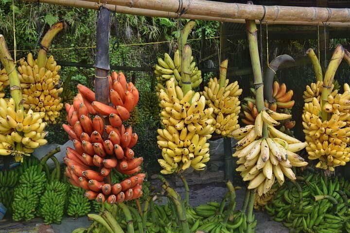 Cuenca to Guayaquil: Cajas National Park Hike and Cacao Farm Day Tour photo 4