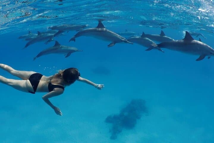 Hurghada Private Dolphin House Speedboat & Intro Dive — 3-Hour Red Sea Adventure photo 1
