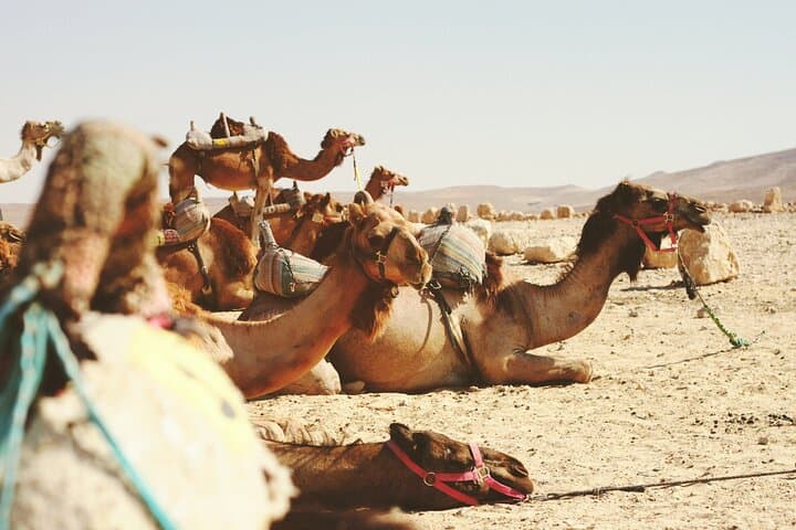 Half-Day Jericho & Jordan River: Ancient Ruins, Springs, and Baptism Sites