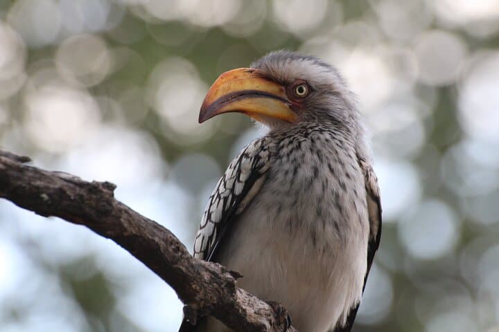 Full-Day Big Five Safari in Kruger National Park from Hazyview photo 3
