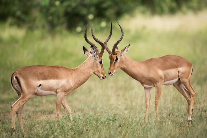 Full-Day Big Five Safari in Kruger National Park from Hazyview photo 4