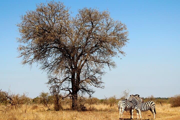 Full-Day Big Five Safari in Kruger National Park from Hazyview photo 5