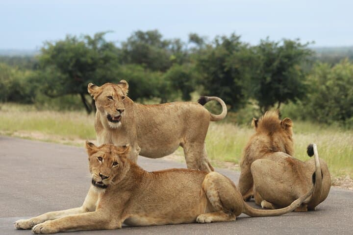 Full-Day Big Five Safari in Kruger National Park from Hazyview photo 6