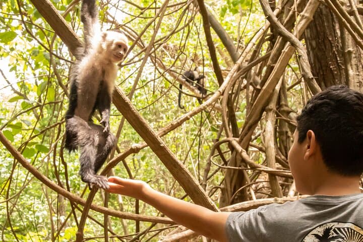 Jaco Monkey Tour & Tarcoles Crocodile Bridge Morning with Traditional Breakfast
