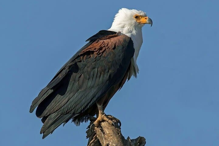 Bird Watching Tour in Nairobi National Park: Urban Wilderness Adventure photo 1