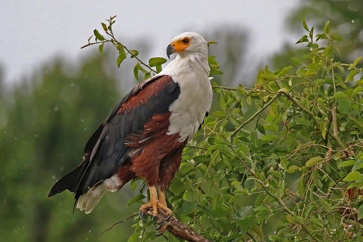 Bird Watching Tour in Nairobi National Park: Urban Wilderness Adventure photo 2