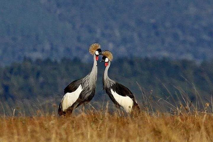 Bird Watching Tour in Nairobi National Park: Urban Wilderness Adventure photo 3