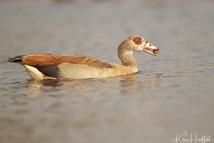 Bird Watching Tour in Nairobi National Park: Urban Wilderness Adventure photo 4
