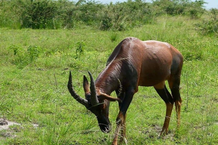 Wildebeest Calving Safari: Serengeti, Ngorongoro & Tarangire (Jan–Mar) photo 4