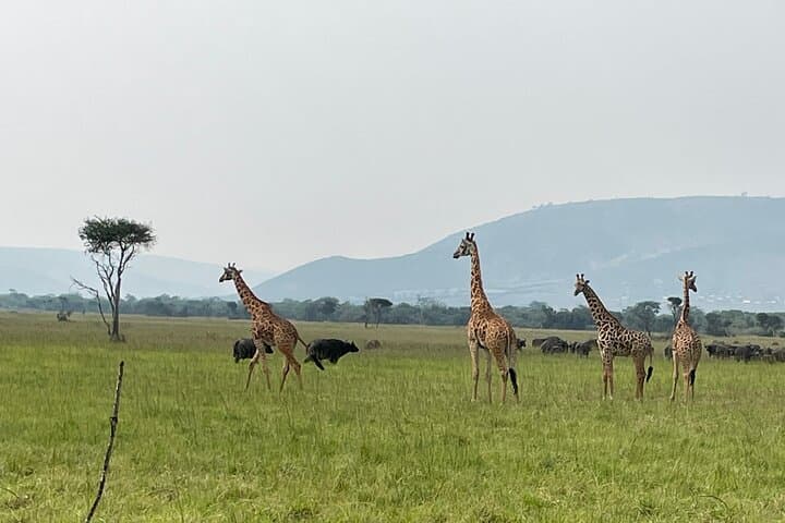 5-Day Rwanda Safari: Akagera Big Five & Nyungwe Chimpanzee Trekking photo 2