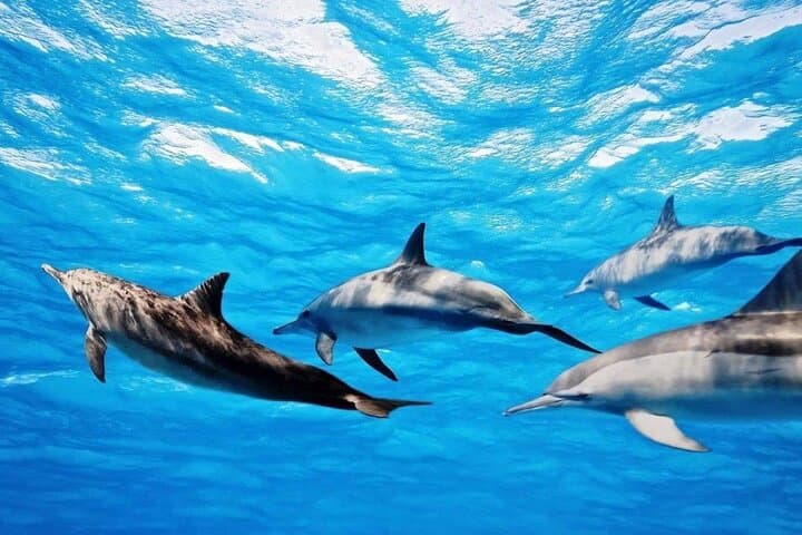 Mauritius Dolphin Swim & Ile aux Bénitiers Boat Trip with BBQ photo 2