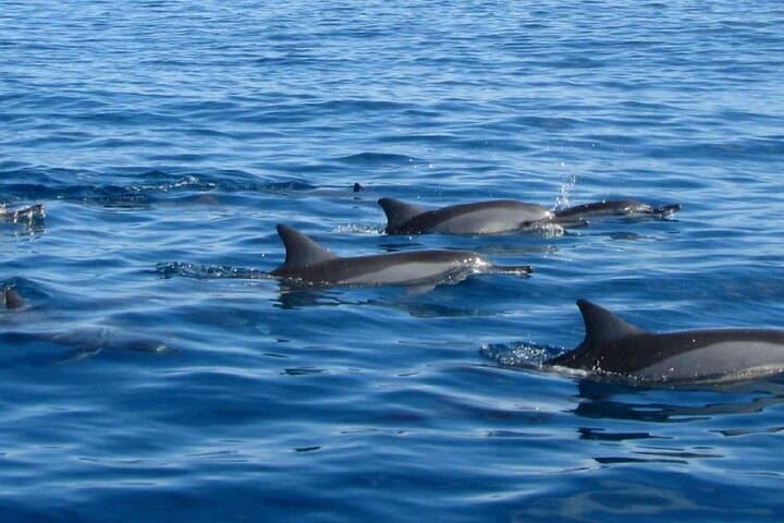 Mauritius Dolphin Swim & Ile aux Bénitiers Boat Trip with BBQ photo 6