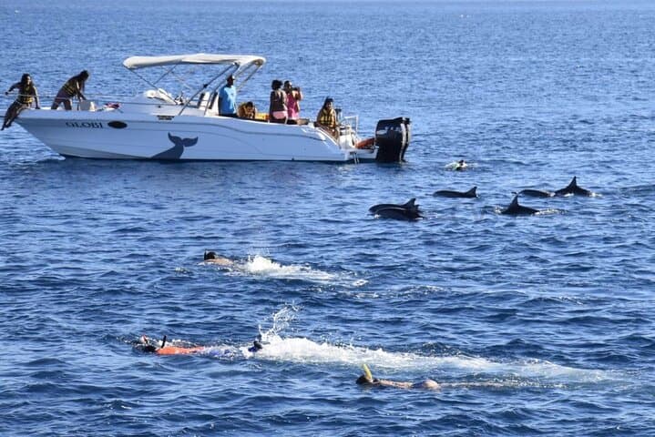 Mauritius Dolphin Swim & Ile aux Bénitiers Boat Trip with BBQ